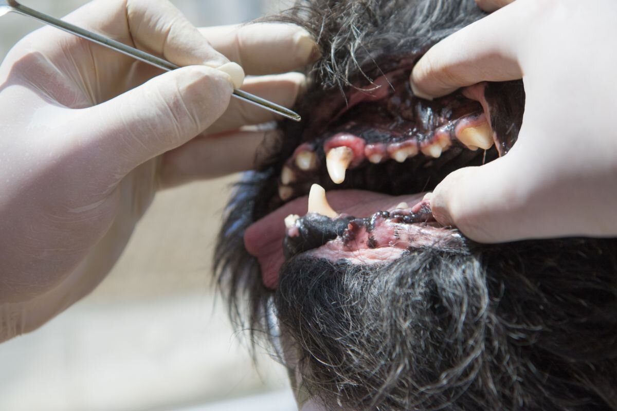 Гингивит у собаки