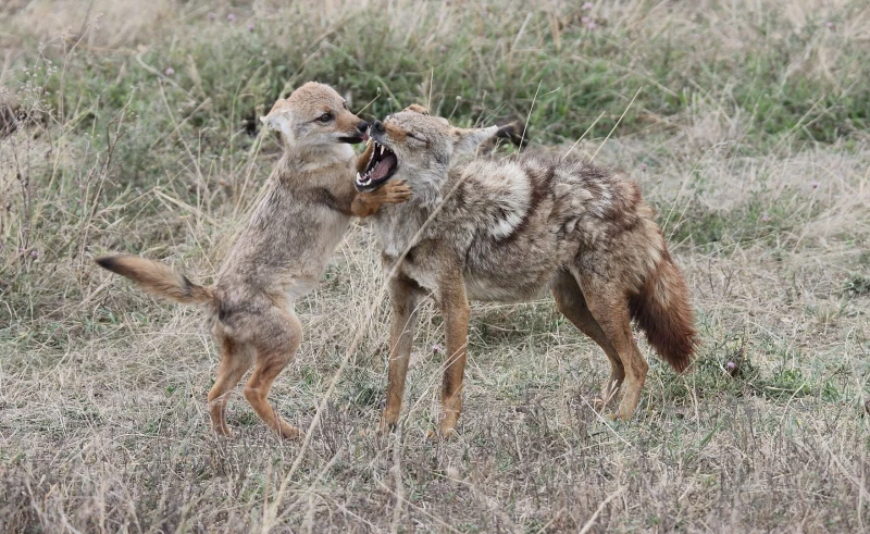 Даже оторванный от стаи щенок навсегда останется диким. Ауф!