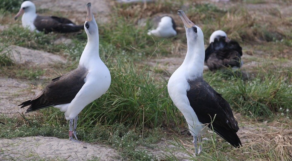   USFWS - Pacific Region / Flickr