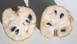    Фото: wikipedia.org / Hannes Grobe 21:17, 5 November 2006 (UTC), CC BY-SA 2.5 Мария Михайловская