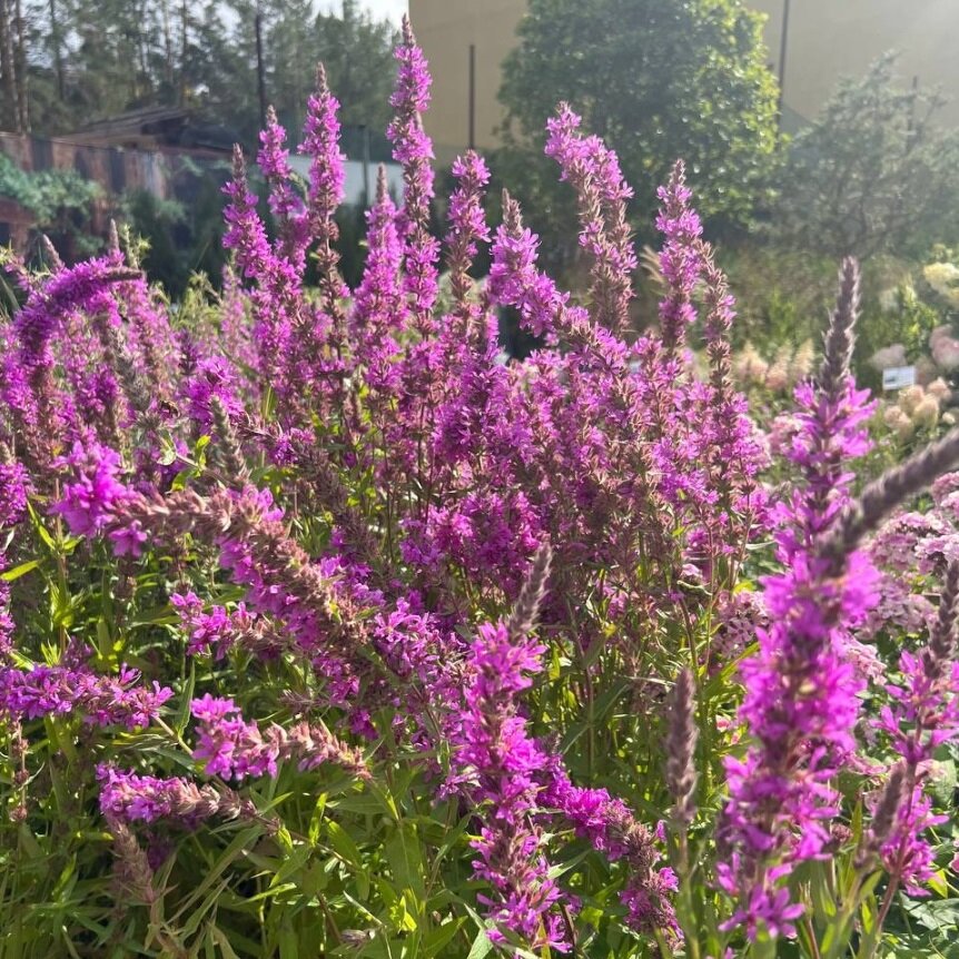 Дербенник иволистный