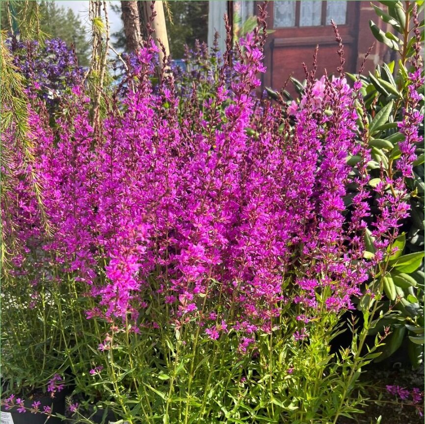 Дербенник прутовидный Dropmore Purple