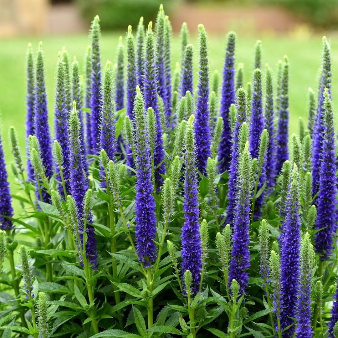 Veronica longifolia Speedwell растение