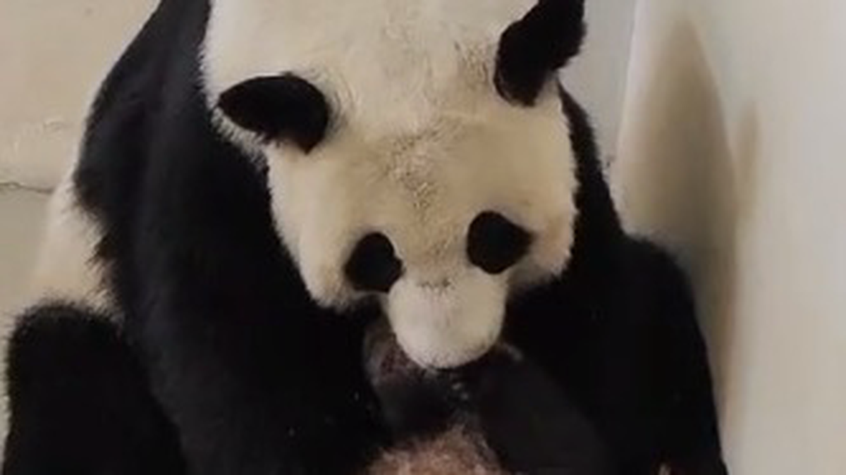 Малышка панда новости. Чем занимаются панды. Малышка панды Катюши при рождении фото.