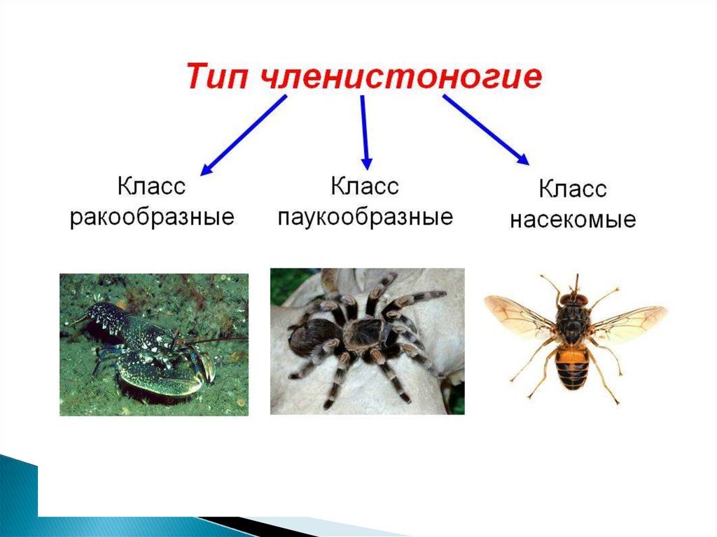 Членистоногие план конспект