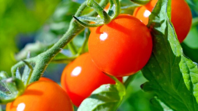Выращивание томатов Черри. Обзор самых-самых