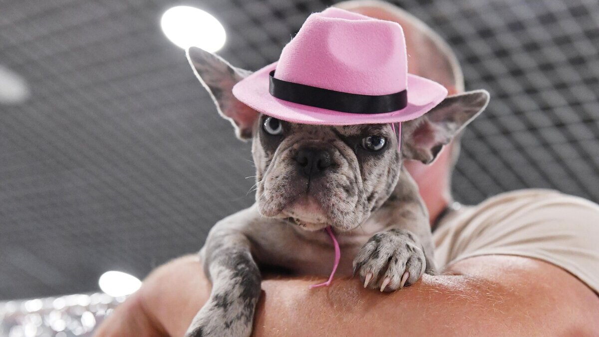    Животные какого знака зодиака подойдут страстным и активным натурам? © РИА Новости / Наталья Селиверстова