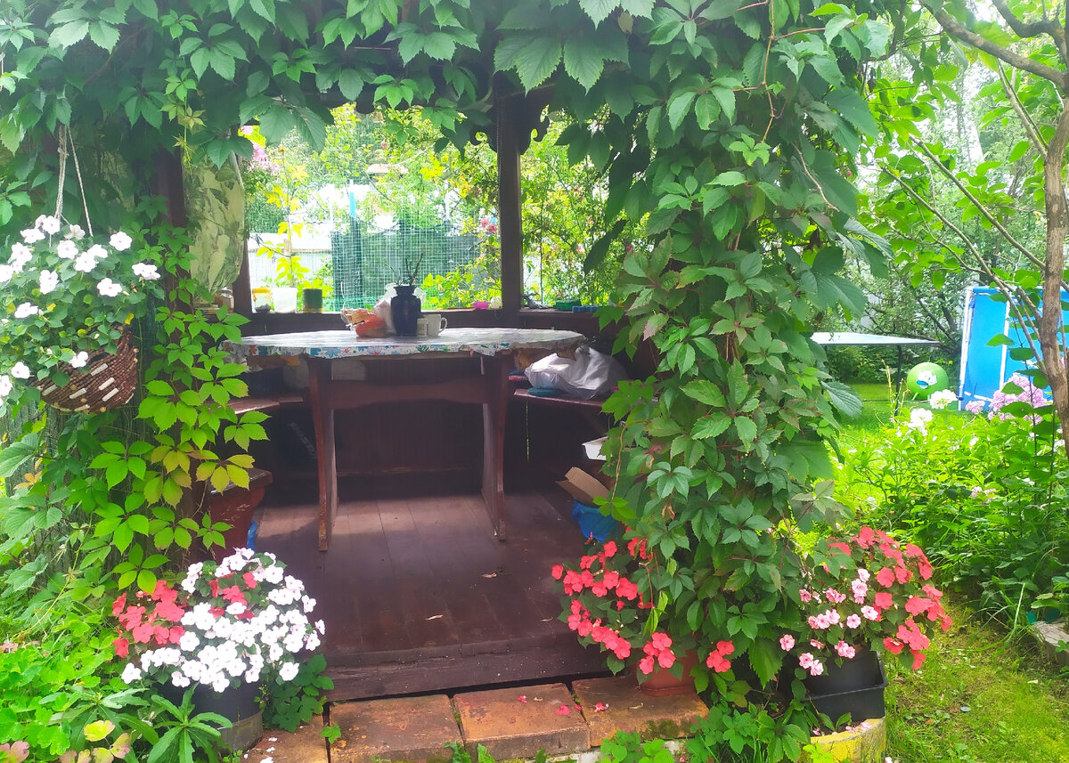 Бальзамины у беседки