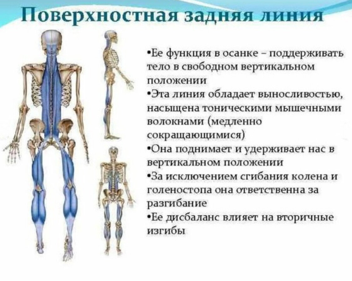 Мышечные поезда. Задняя поверхностная фасциальная линия. Поверхностная дорзальная цепь мышцы. Задняя поверхностная линия Майерс.