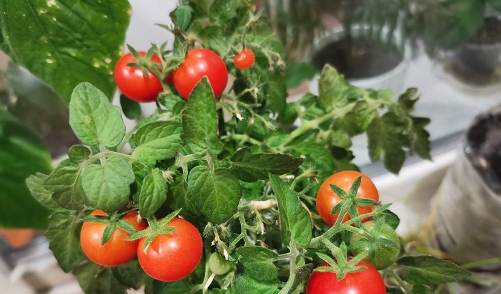    Круговорот помидоров на балконе и подоконнике – советы экспертов