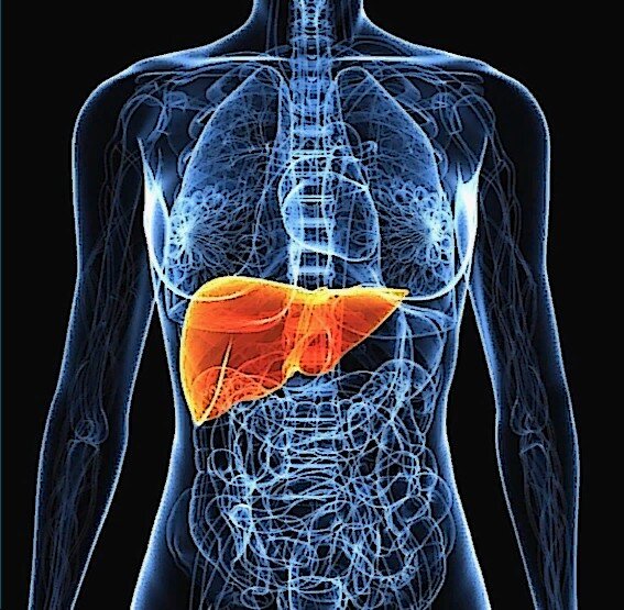 Печень - единственный фильтр в организме человека, который работает неустанно, оберегая нас от токсичных веществ. Картинка из открытых источников Яндекс.