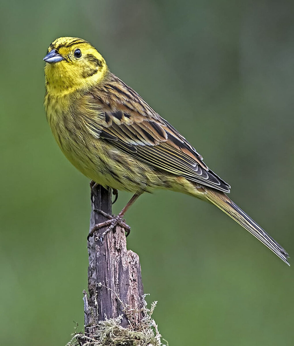 Овсянковые. Обыкновенная овсянка. Emberiza citrinella. Овсянка обыкновенная птица. Певчие птицы овсянка.