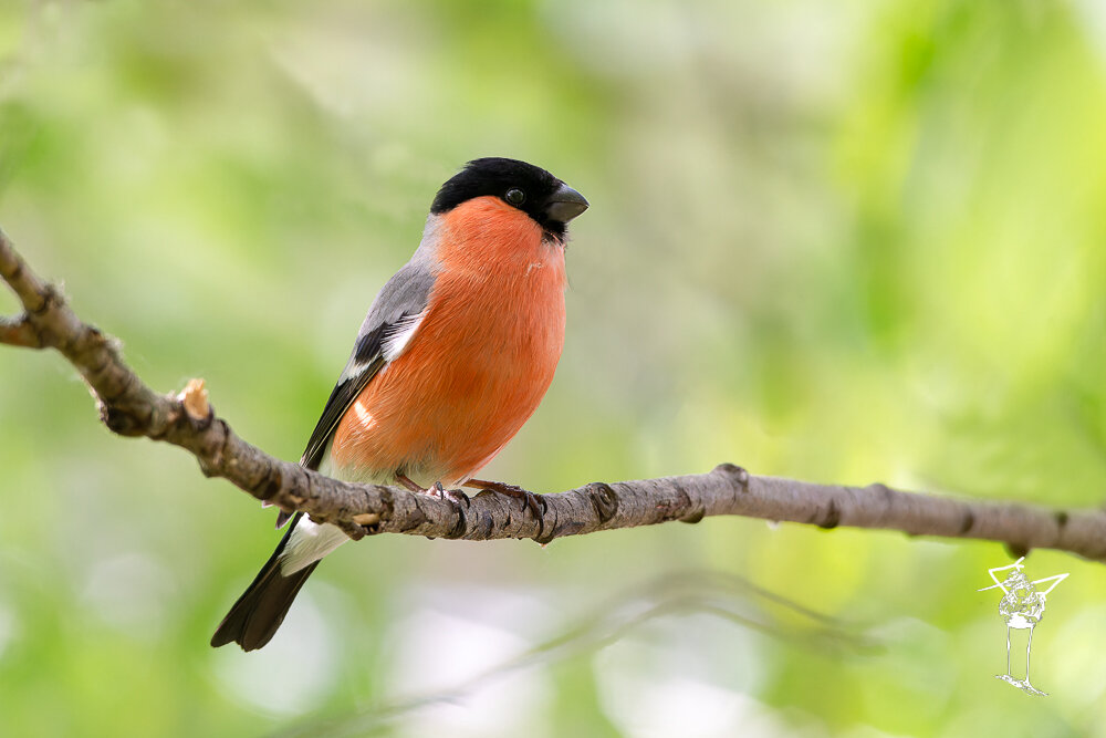 Обыкновенный снегирь весной