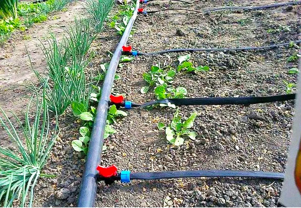 Капельный полив синьор помидор. Микрокапельный полив. Самотечный капельный полив. Использование капельного полива. Перистальтический капельный полив.