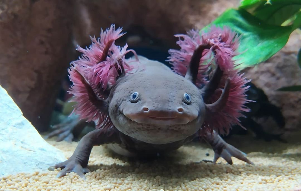Тритон аквариумный аксолотль. Аксолотль альбинос. Аквариумный дракон аксолотль. Эксолот. Личинка саламандры аксолотль.