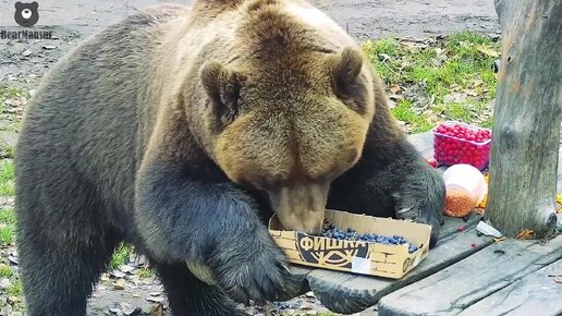 Медведь Мансур витаминизируется перед зимой 🐻🍓