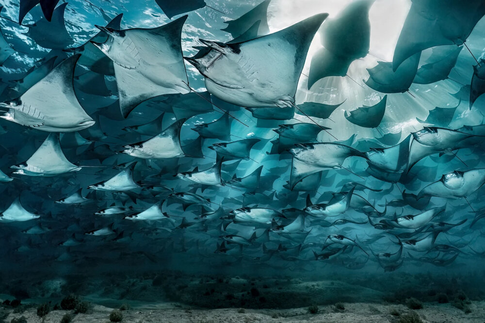    Фото-победитель.. Фото: Nicolas Hahn