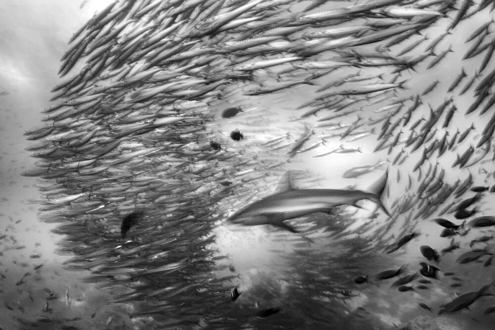    Здесь и далее фото-финалисты конкурса.. Фото: Nicolas Hahn