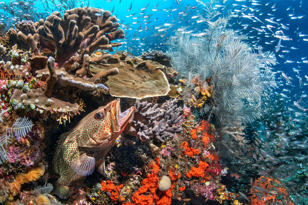 Multi photo Ocean Fish.