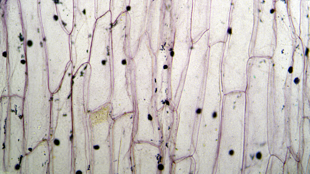 Кожица лука под микроскопом Микрула Дзен