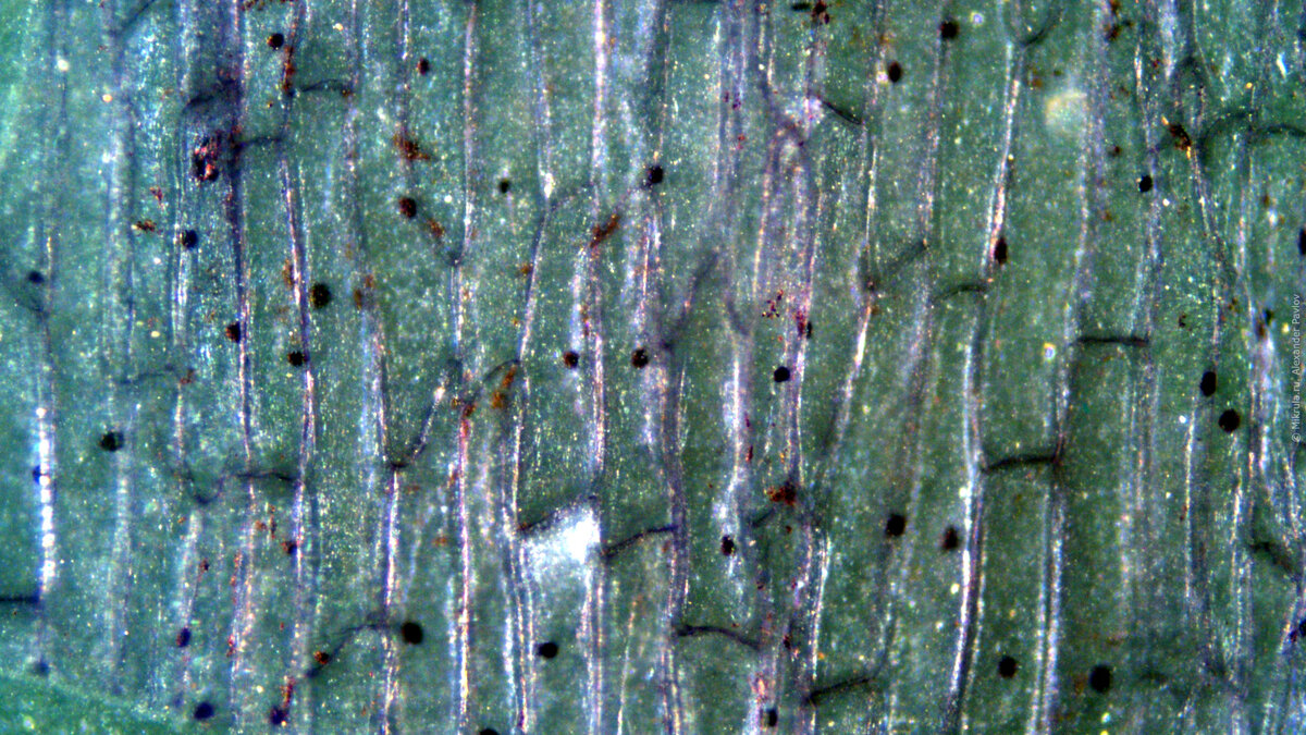 Ответы цветы-шары-ульяновск.рф: Как выглядит строение клеток кожицы лука под микроскопом