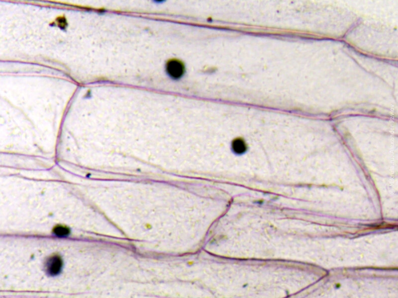 Кожица лука под микроскопом Микрула Дзен