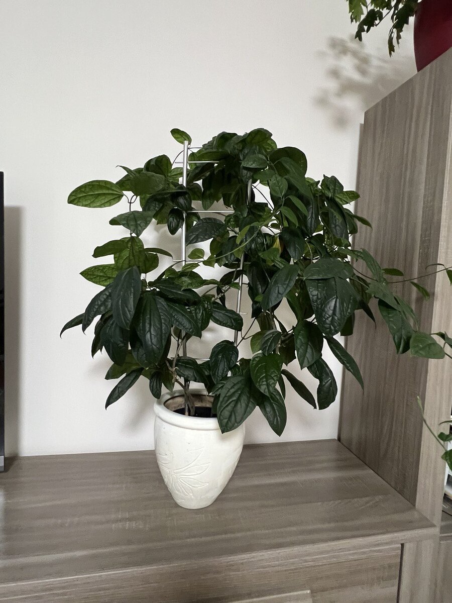 Клеродендрум Томсона