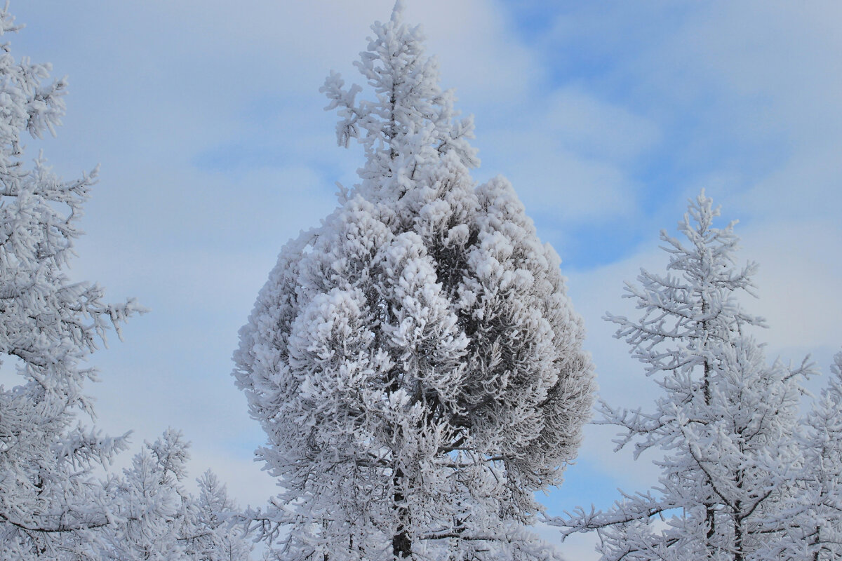 Фото автора канала "Удивительный мир живой природы "  "ведьмина метла" на лиственнице 