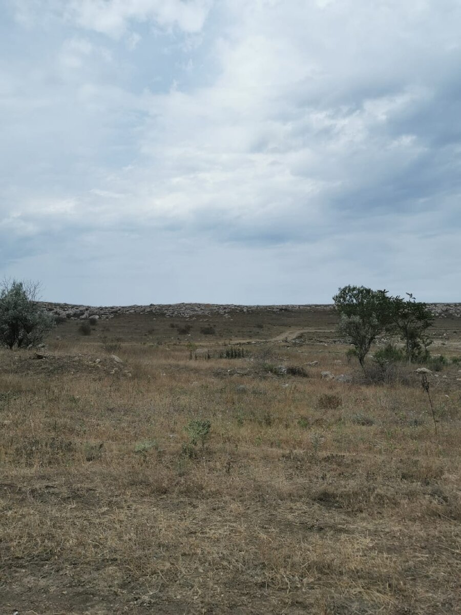 Трава высохла, видимо нет дождей давно.