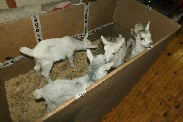 Окот коз Важно! 