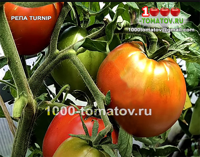 Томат РЕПА TURNIP фото 2