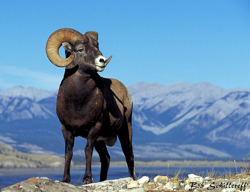 Bighorn Sheep