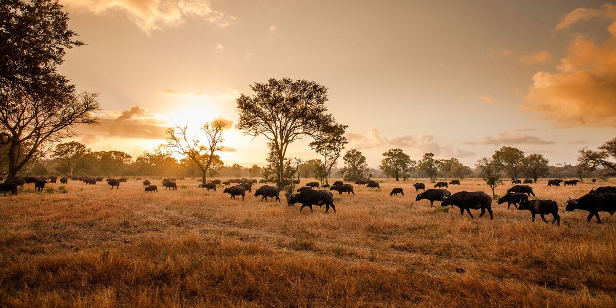 Запряжем диких буйволов, они быстро бегают