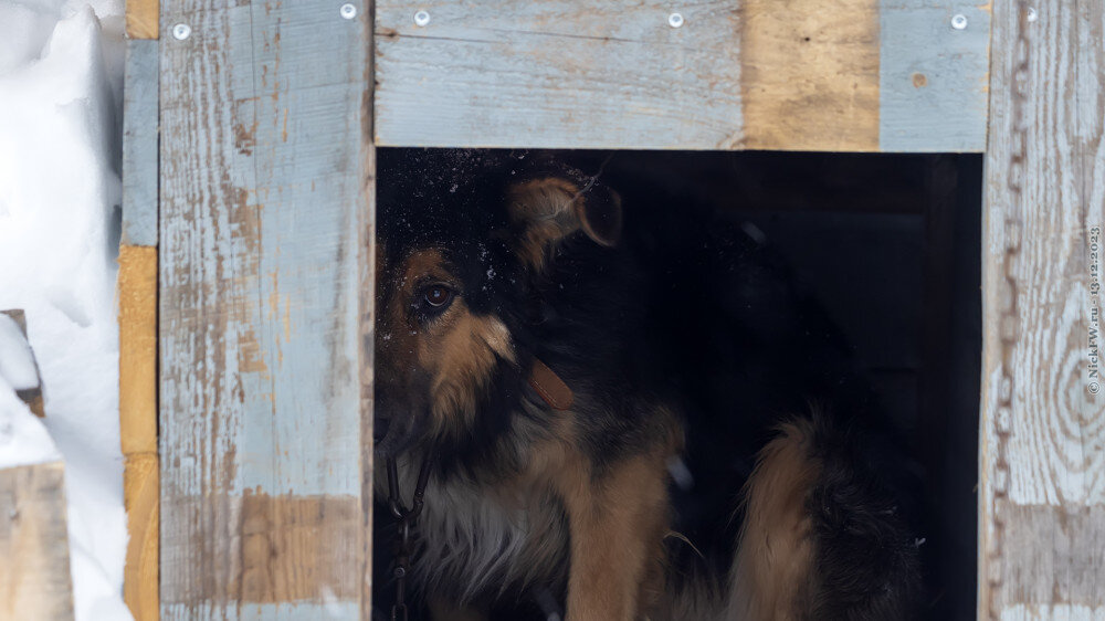 1. Малыш прячется в будке... © NickFW.ru — 13.12.2023г.