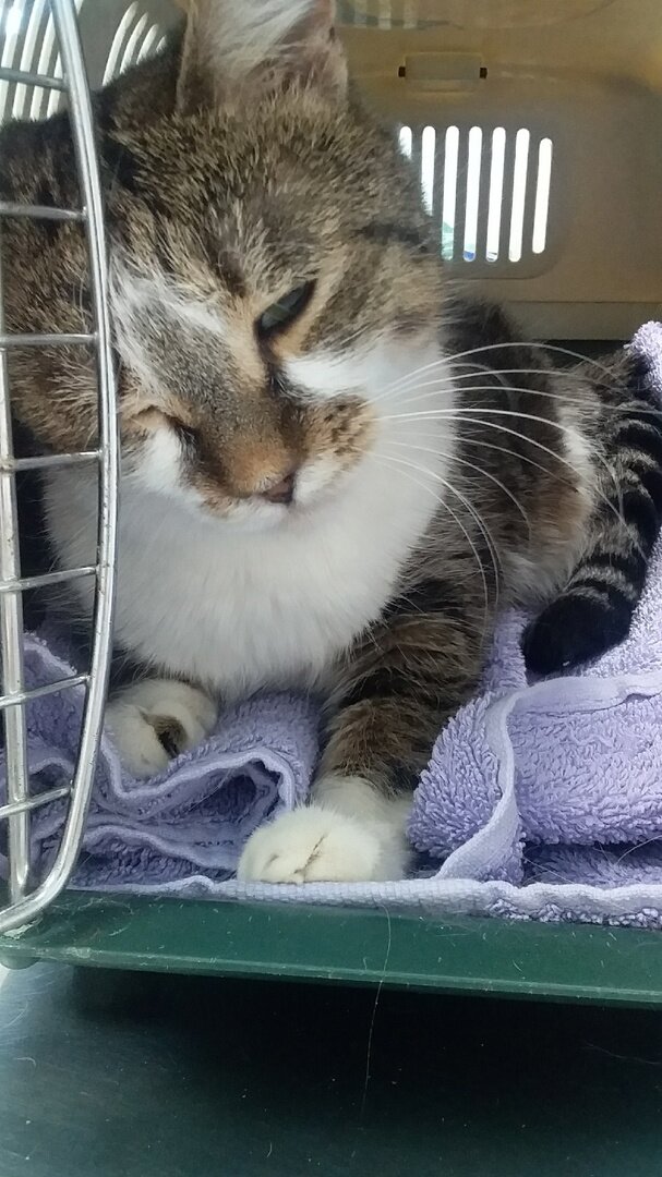 Машенька уже устала от поездок в ветклинику