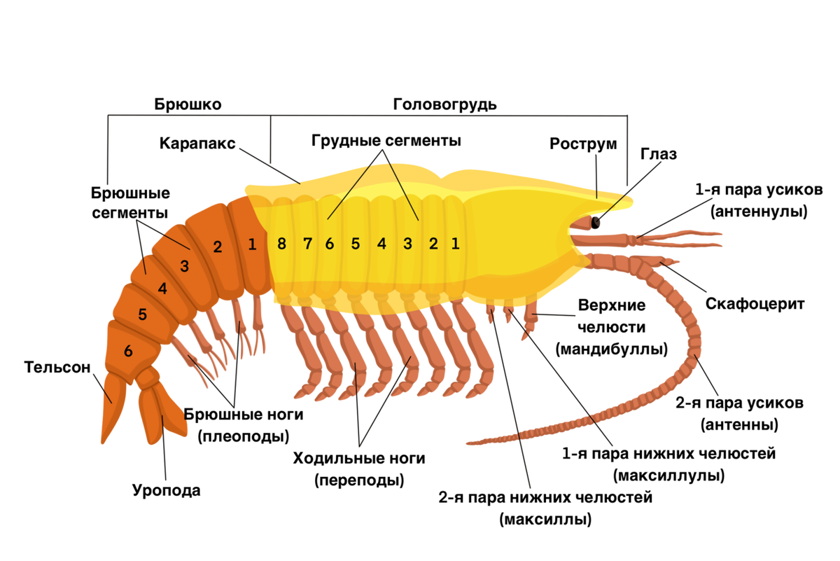 Членистоногие головогрудь. Строение ракообразных 7 класс. Строение ракообразных 7 класс биология. Десятиногие ракообразные строение. Строение головогруди ракообразных.