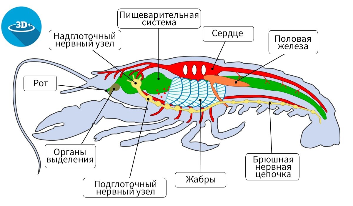 Внешнее строение класса ракообразных. Класс ракообразные. речной рак.внутреннее строение. ракообразные схема органов. класс ракообразные внутреннее строение. пищеварительная система членистоногих ракообразных.
