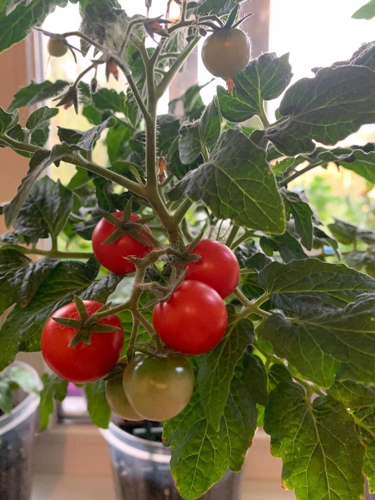 Томат Пиноккио (летом 2023)