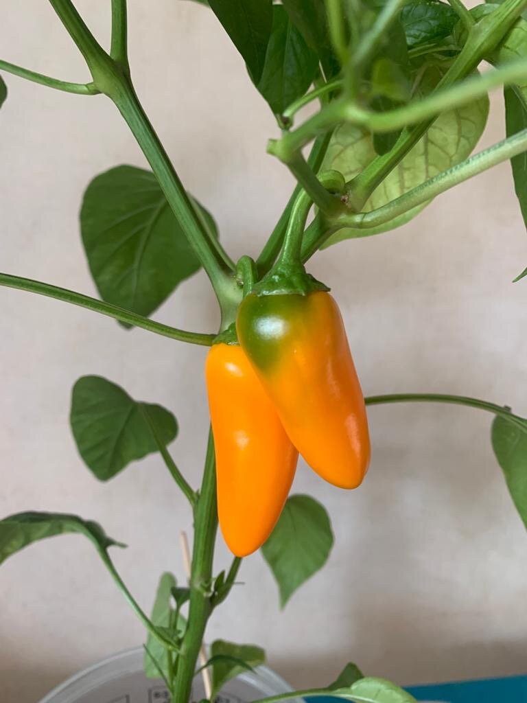 Первый урожай перца Домашняя радость. (Фото сделано 26 мая) 