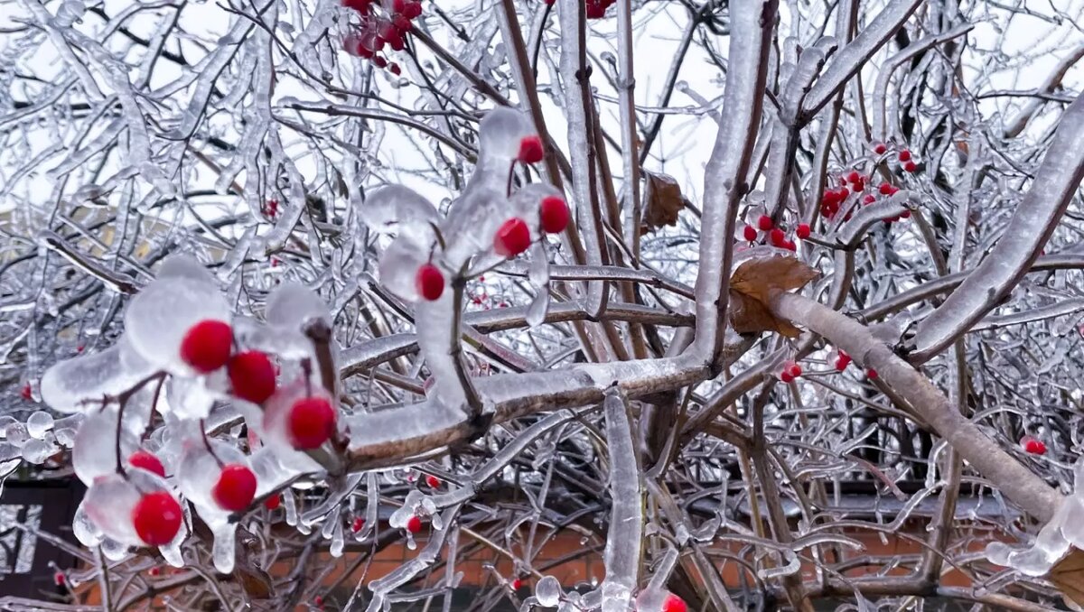     В Ростовской области ожидаются заморозки до -11 градусов и сильный гололед, об этом сообщили сотрудники гидрометцентра.