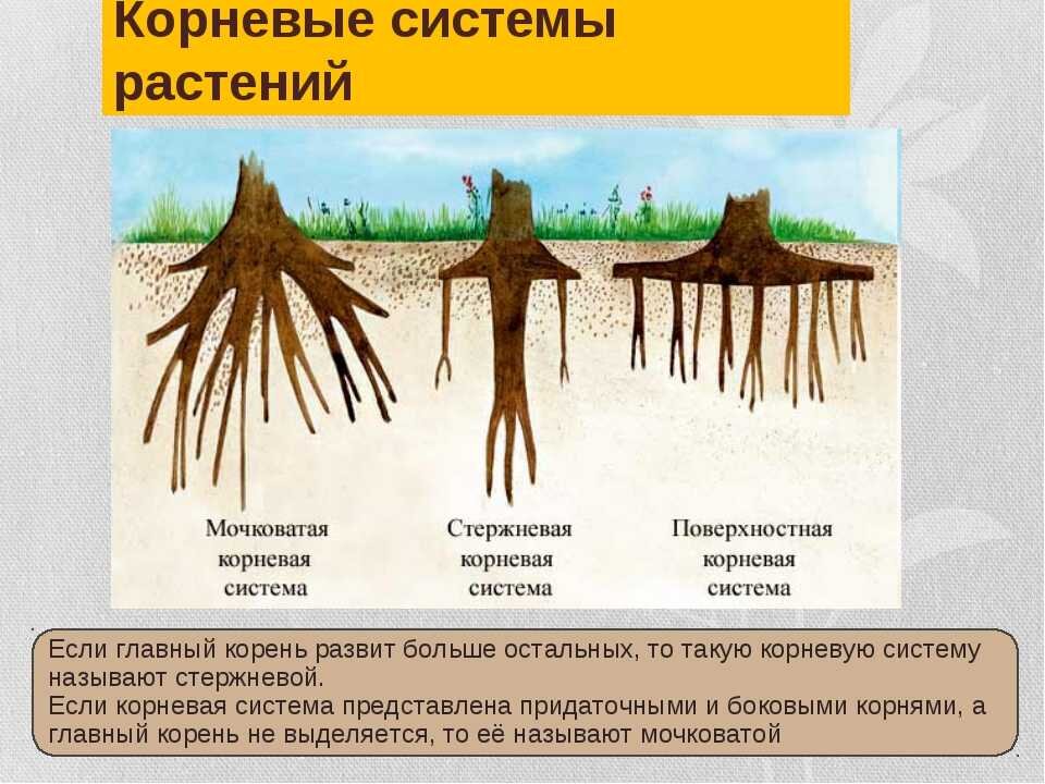 Какую толщину может достигать почва. Типы корневых систем у растений. Мочковатая корневая система (ель).. Ель обыкновенная корневая система. Диаметр корневой системы сосны обыкновенной.