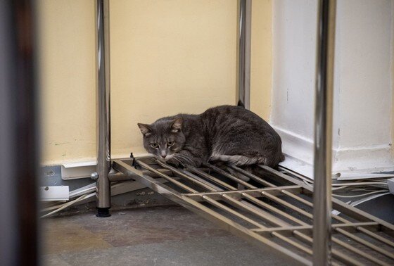    Кот Паша