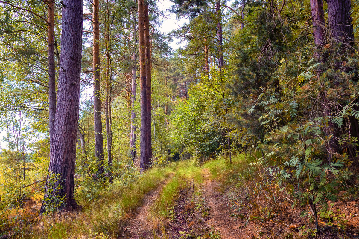 Лесная дорожка