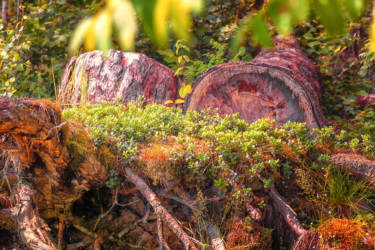 Черничник у поваленного дерева