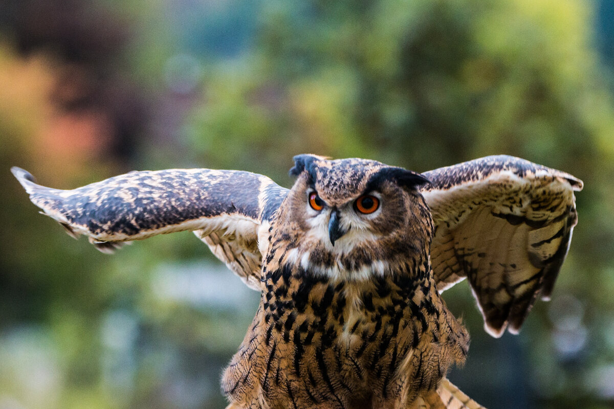 Филин обыкновенный. Филин Bubo Bubo. Филин обыкновенный (Bubo Bubo). Филин Bubo Bubo Linnaeus, 1758. Европейский Филин (Bubo Bubo).