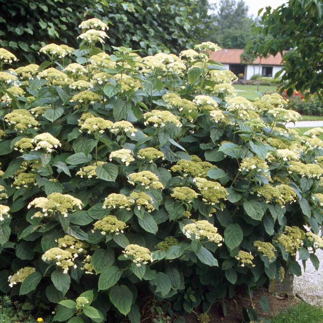 Гортензия древовидная Emerald Lace