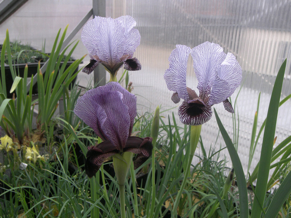 Iris hybr (Sulphyde x medwedwii)