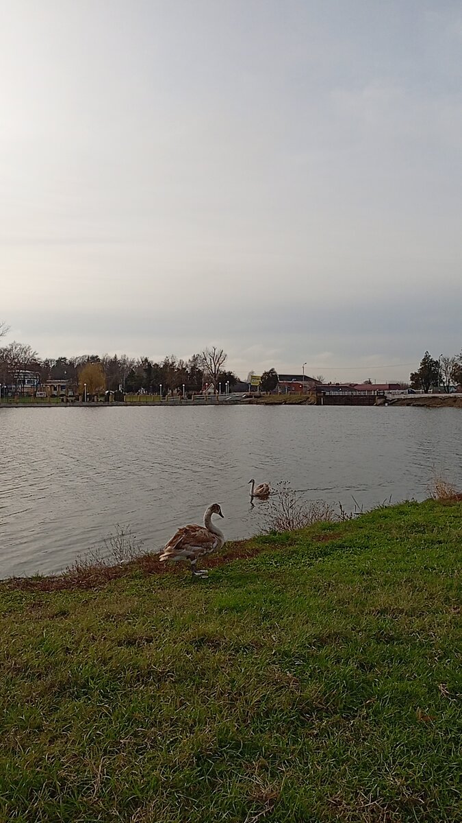 Молодая семья лебедей