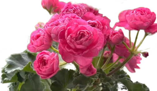 Пеларгония Dynasty Daji (Династия Даджи)