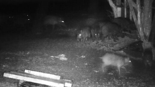 Кабан. Кабаны на кормушке. Охота и рыбалка. Фотоохота. Выпуск 172 #Кабан #boar